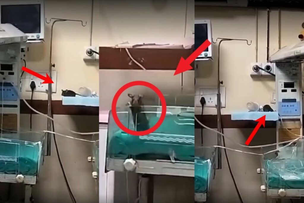 Indore News, Indore news, MY Hospital Indore, Indore healthcare crisis, Indore NICU issue, Indore government hospital, newborns bitten Indore, MYH rat incident, Indore hospital negligence, Indore baby care unit, Indore health department, Indore medical news, Indore hospital hygiene,