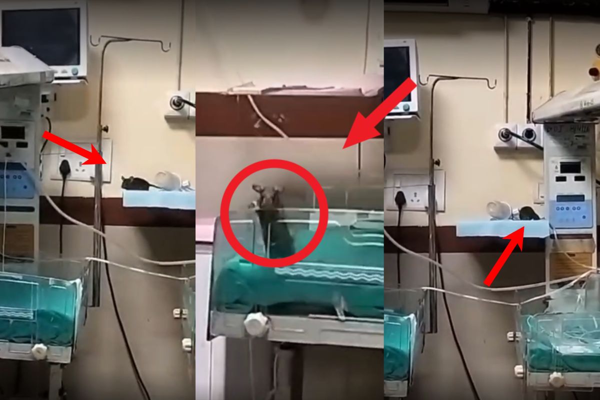 Indore News: एमवायएच अस्पताल में बड़ी लापरवाही! एनआईसीयू में चूहों ने दो नवजातों के हाथ कुतरे, मचा हड़कंप,  जिम्मेदार कौन?