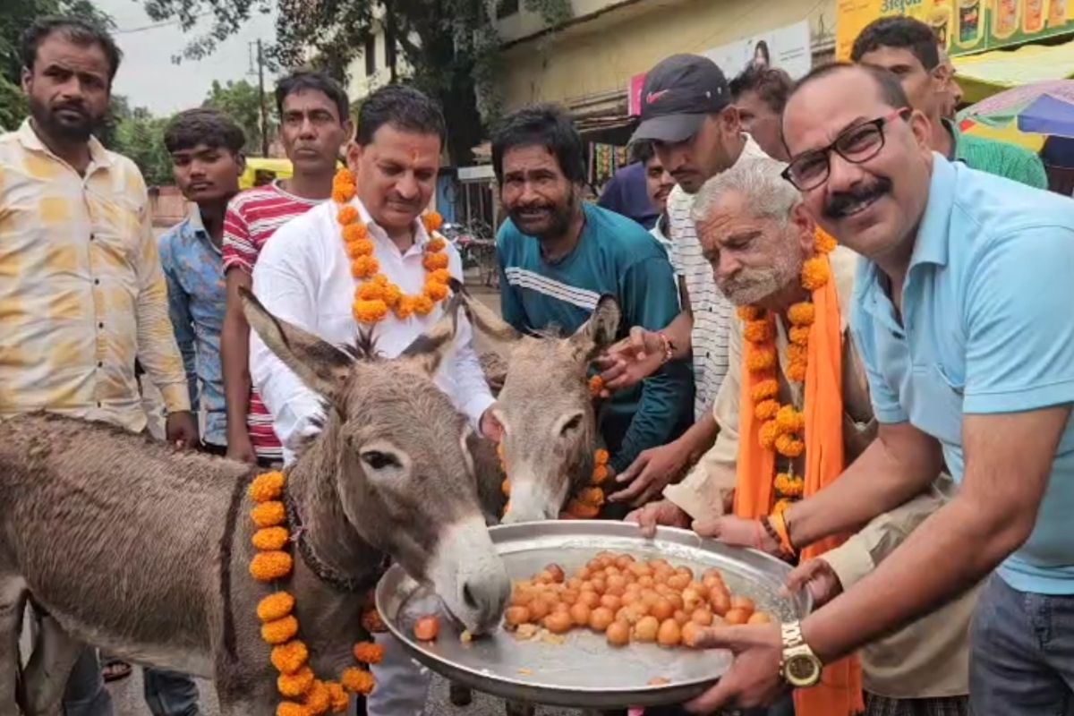 Mandsaur News: श्मशान में गधों से चलवाया हल, इंद्रदेव भी हुए खुश.. अब गुलाब जामुन से हुआ सम्मान, ग्रामीणों का ये अनोखा टोटका आया काम