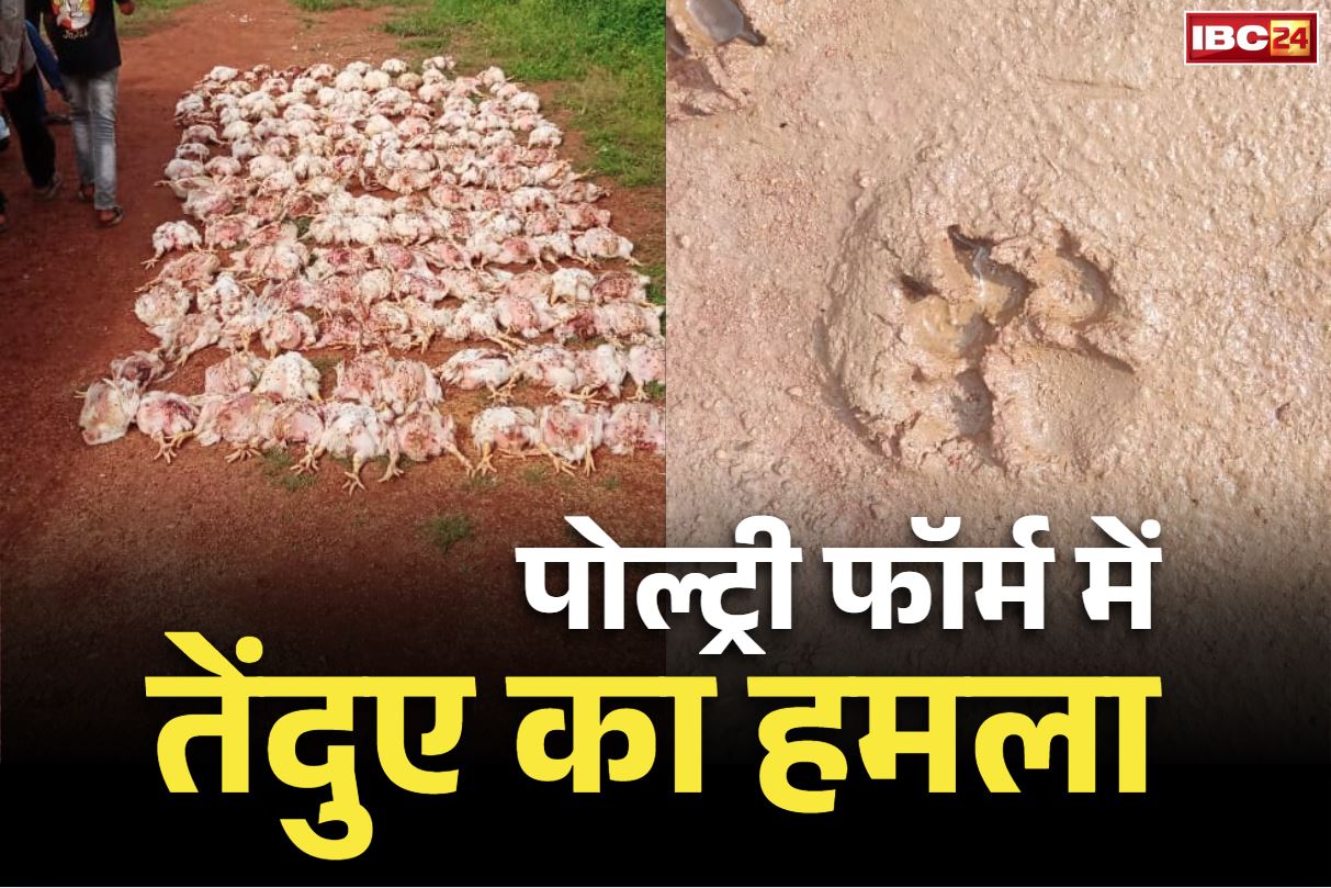 Rajim Latest News: राजिम में 160 मुर्गियों को तेंदुए ने मार डाला.. पोल्ट्री फार्म में किया हमला, ग्रामीणों में दहशत का माहौल