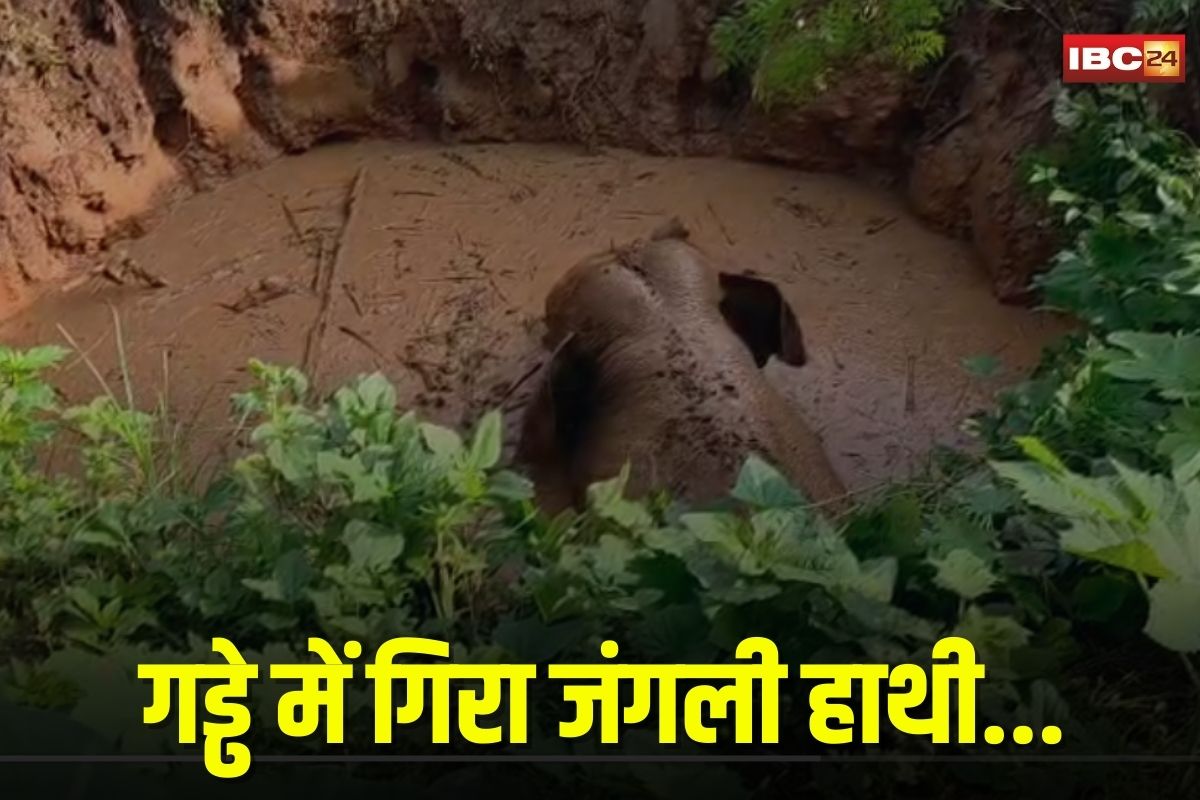 Ambikapur News: गड्ढे में गिरे जंगली हाथी का सफल रेस्क्यू, 3 घंटे की मशक्कत के बाद निकाला गया बाहर