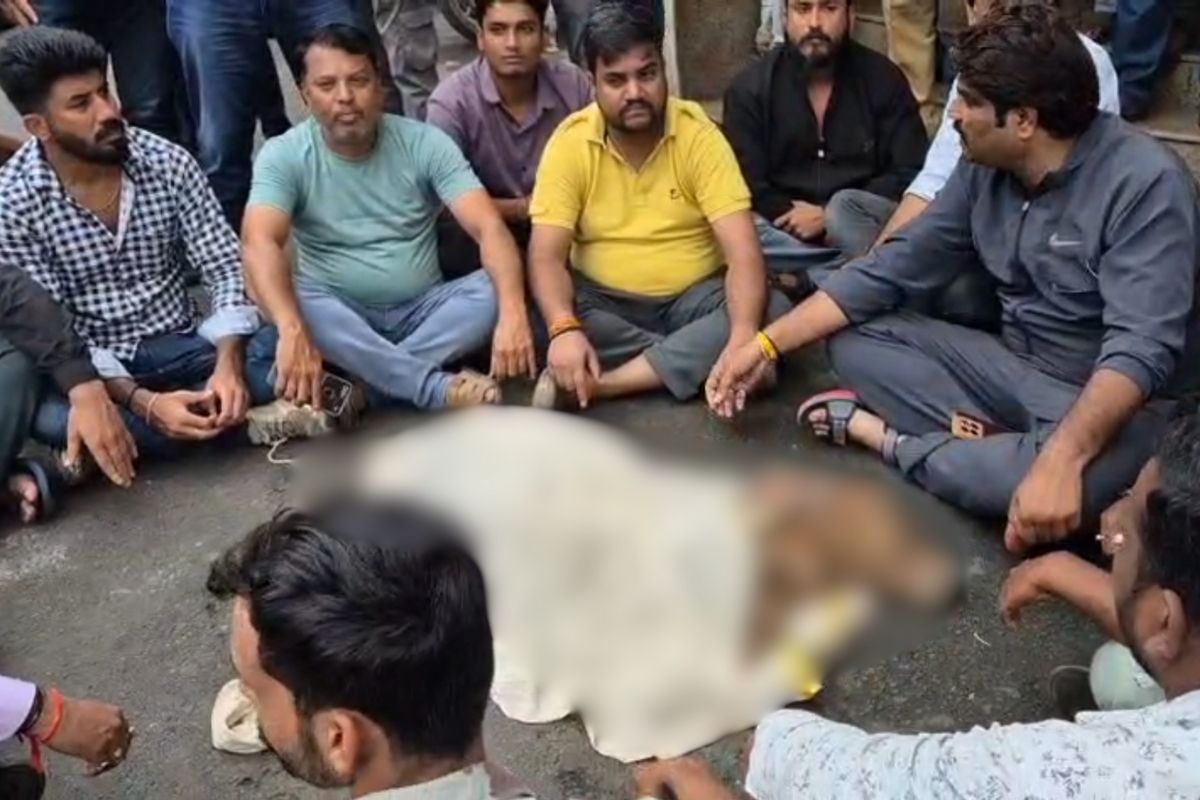 Ratlam News: कचरा गाड़ी में मिला गौवंश का शव, भड़के हिंदू संगठनों ने शव रखकर कर दिया ये काम, बीच सड़क पर जमकर मचा बवाल