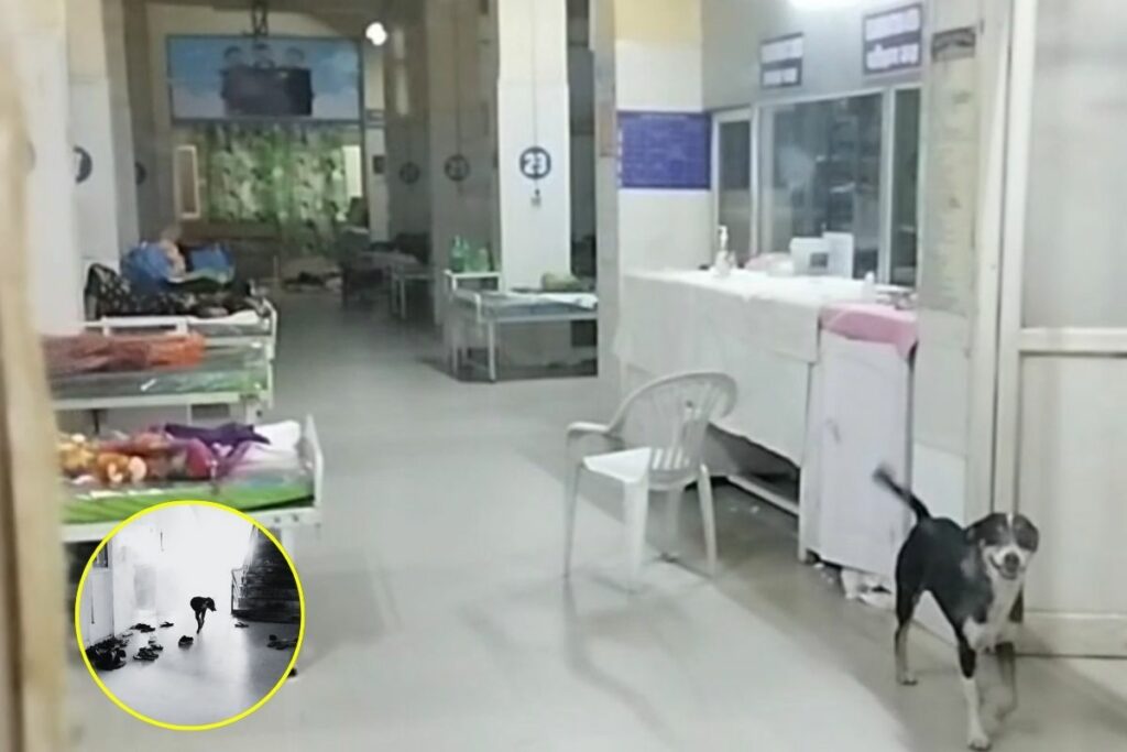 Sagar News, Sagar District Hospital, Sagar Hospital Dog Issue, Sagar Dog Attack, Sagar Health Service, Sagar Animal Problems, Sagar Hospital Security, Sagar Hospital Safety, Sagar Hospital Incident, Stray Dogs in Hospital, Sagar District Health News, Sagar Children's Safety, Sagar Healthcare Facilities, Sagar Hospital Cleaning Issues, Sagar District Health Crisis, Sagar Hospital Environment