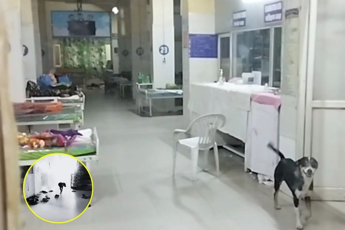 Sagar News: जिला अस्पताल बना आवारा कुत्तों का अड्डा! बच्चा वार्ड में खुलेआम घूम रहे कुत्ते, मासूमों की सुरक्षा पर खतरा, प्रशासन की लापरवाही का शर्मनाक तस्वीर