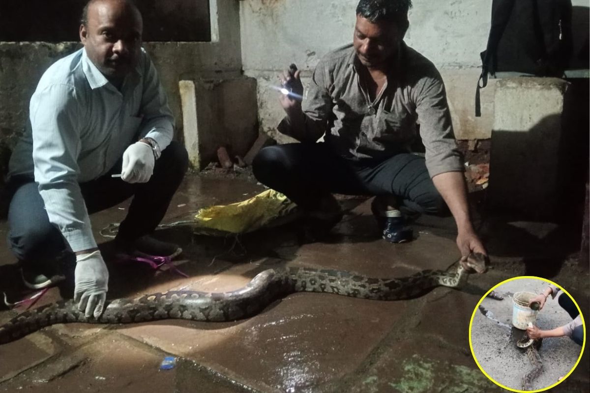 Seoni News: सर्प मित्र ने बचाई घायल विशाल अजगर की जान, इलाज के बाद जंगल में छोड़ा, नजारा देख दंग रह गए लोग