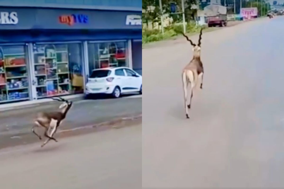 Seoni News: शहर में बीच सड़क पर दौड़ता काला हिरण, सोशल मीडिया पर मचा तहलका, वायरल वीडियो देख लोग हुए दंग