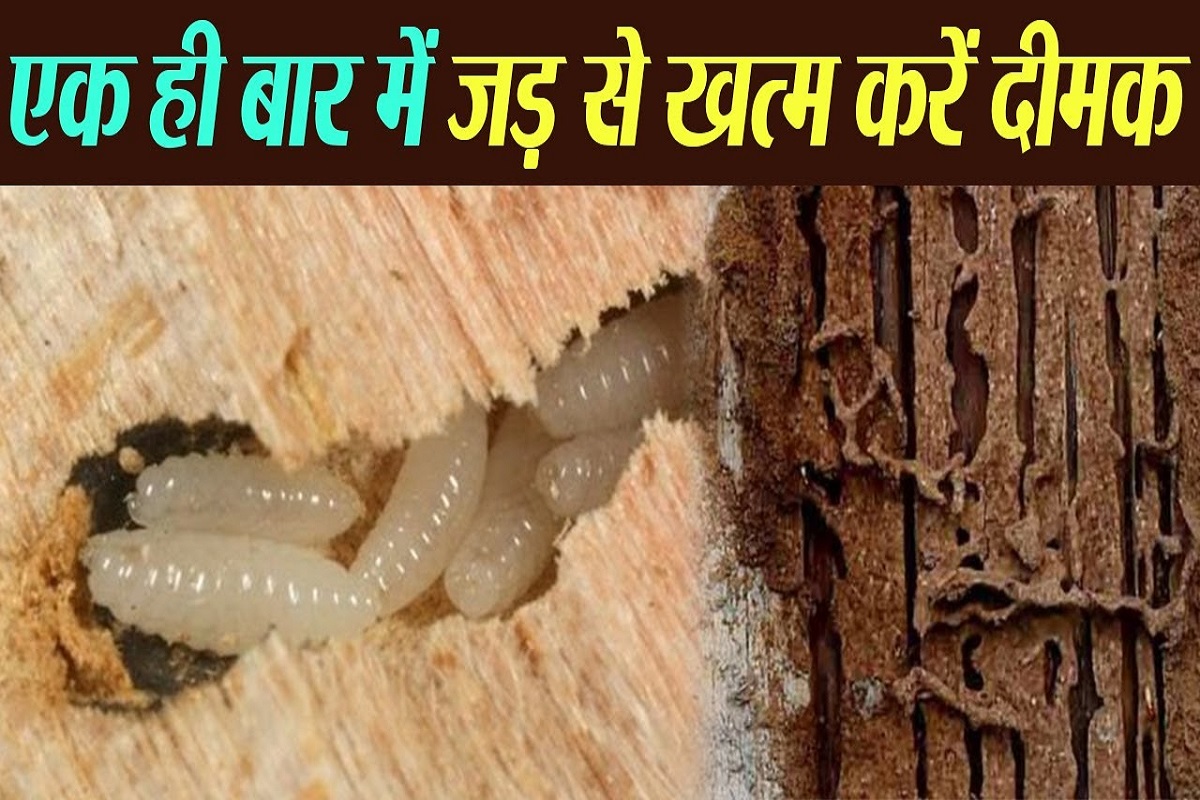 Termites Removal Home Remedy : दीमक से हैं परेशान? घबराएं नहीं,, इन महंगे पेस्ट कंट्रोल की बजाय मात्र 50 रुपए के खर्च से होगा दीमक का सफ़ाया