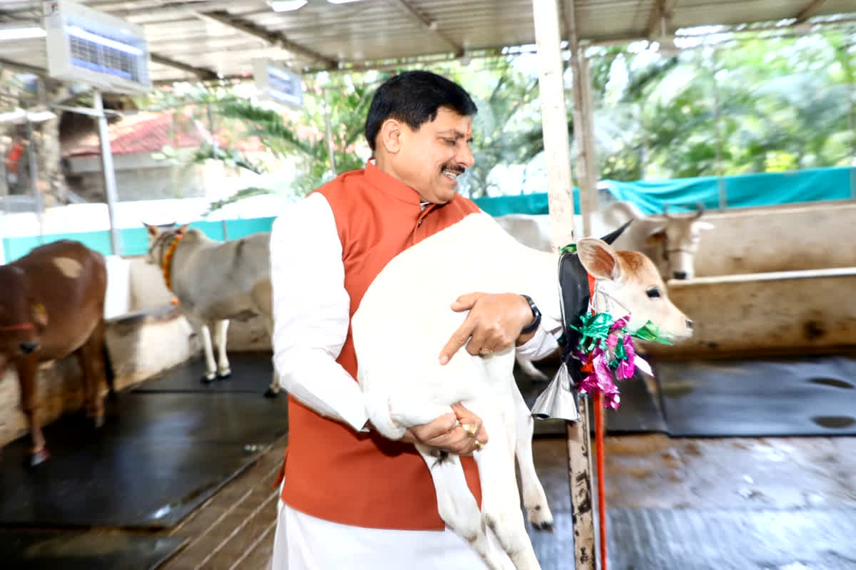 MP News: मुख्यमंत्री निवास की गौशाला में हुआ बछिया का जन्म, सीएम मोहन यादव ने नवजात बछिया का किया नामकरण