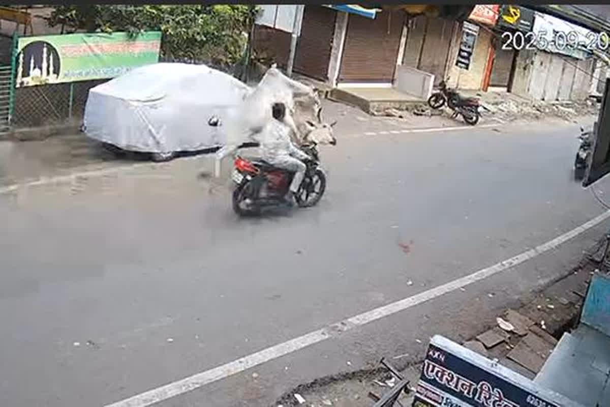 Shajapur News: बीच सड़क पर दो आवारा सांडों ने की लड़ाई, बाइक और स्कूटी को लिए चपेट में, अब सोशल​ ​मीडिया पर वायरल हुआ वीडियो