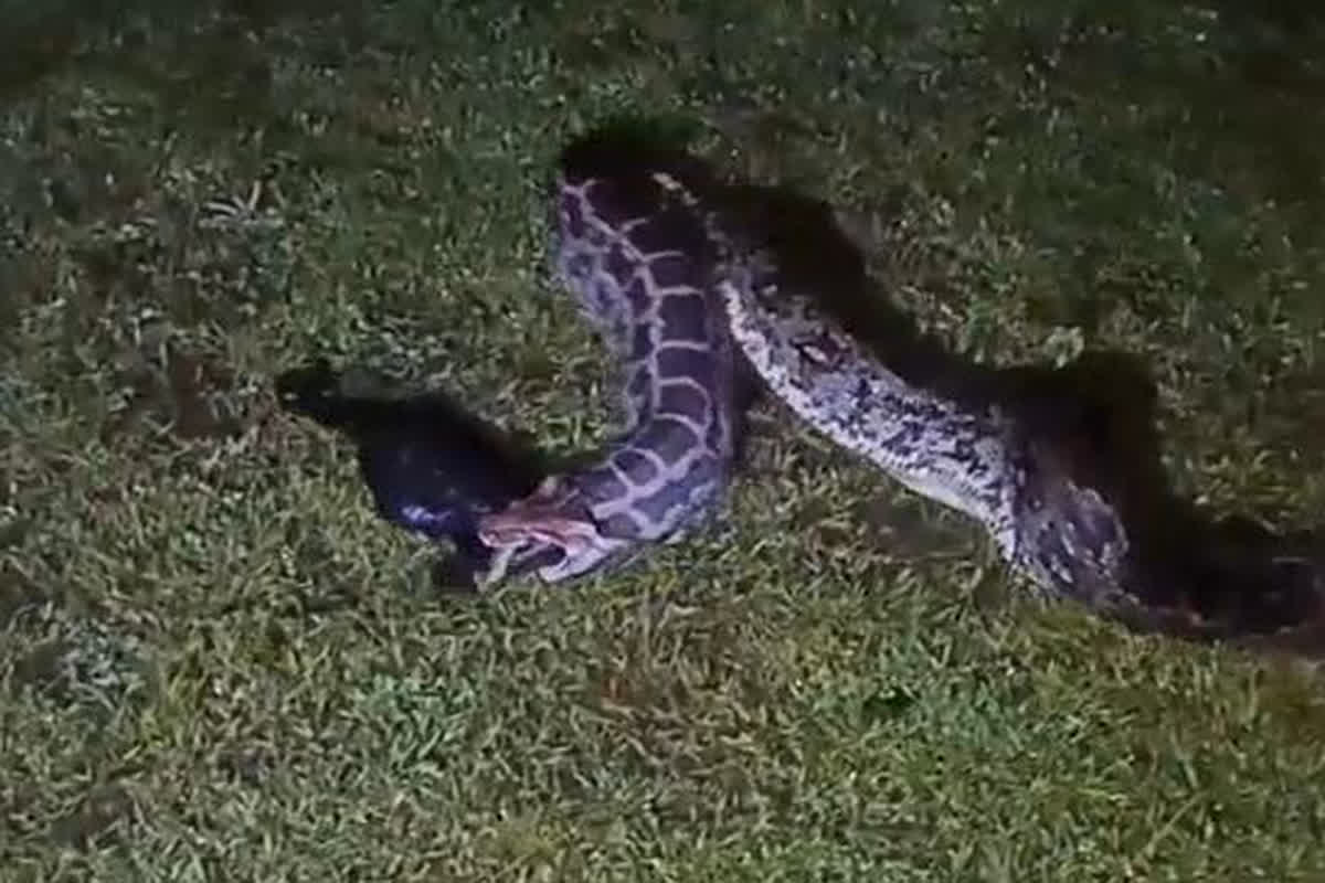Barwani News: 10 फीट लंबे अजगर का कहर, जिंदा निगल गया बकरी के दो बच्चे, वीडियो देखकर आप भी नहीं कर पाएंगे यकीन