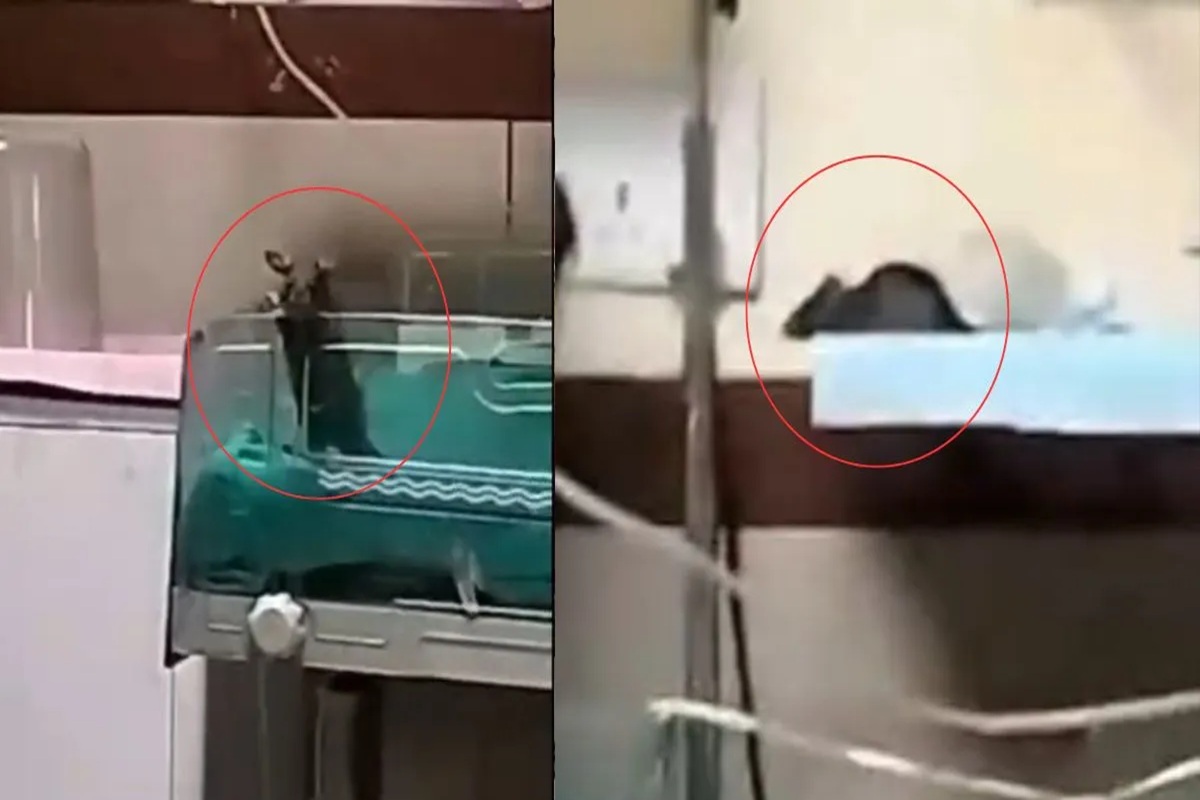 Indore News: चूहे ने अस्पताल में भर्ती दो नवजातों को कुतरा, दूसरे बच्चे ने भी तोड़ा दम, एक की कल हुई थी मौत