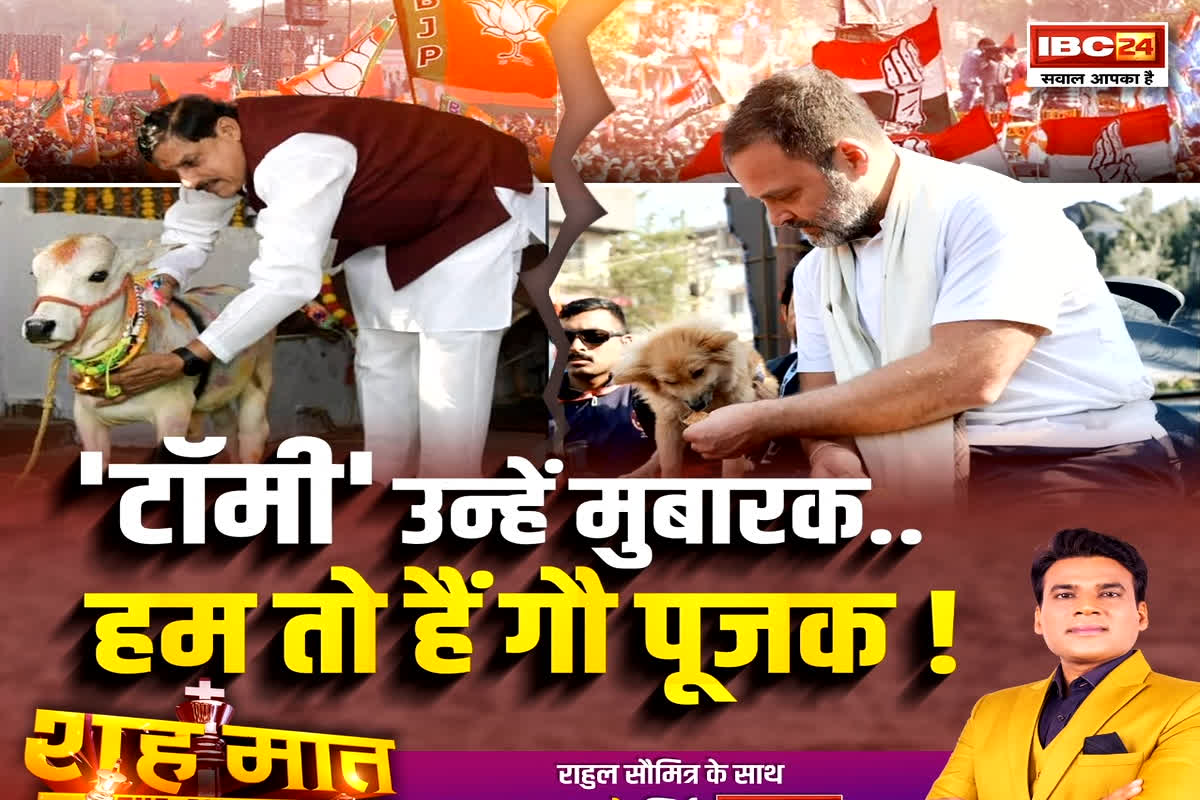 शह मात The Big Debate: ‘टॉमी’ उन्हें मुबारक..हम तो हैं गौ पूजक! क्या कांग्रेसियों को गौ पालने में कोई परहेज है? देखिए पूरी रिपोर्ट