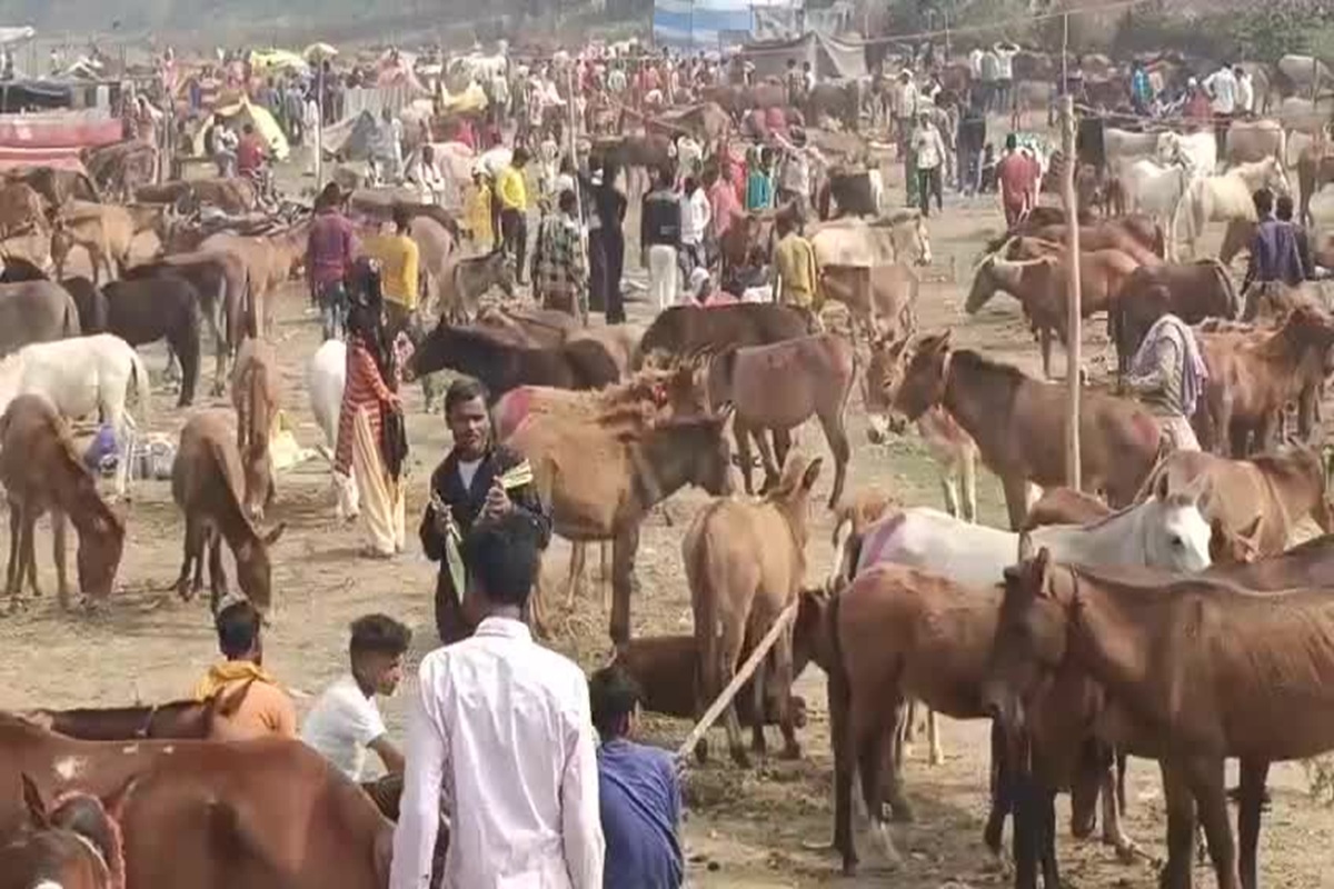 Chitrakoot donkey fair: ‘लॉरेंस विश्नोई’ पर लगी सबसे महंगी बोली, 90 हजार में बिका ‘सलमान खान’, ऐतिहासिक गधा मेले में फिल्मी नामों की धूम