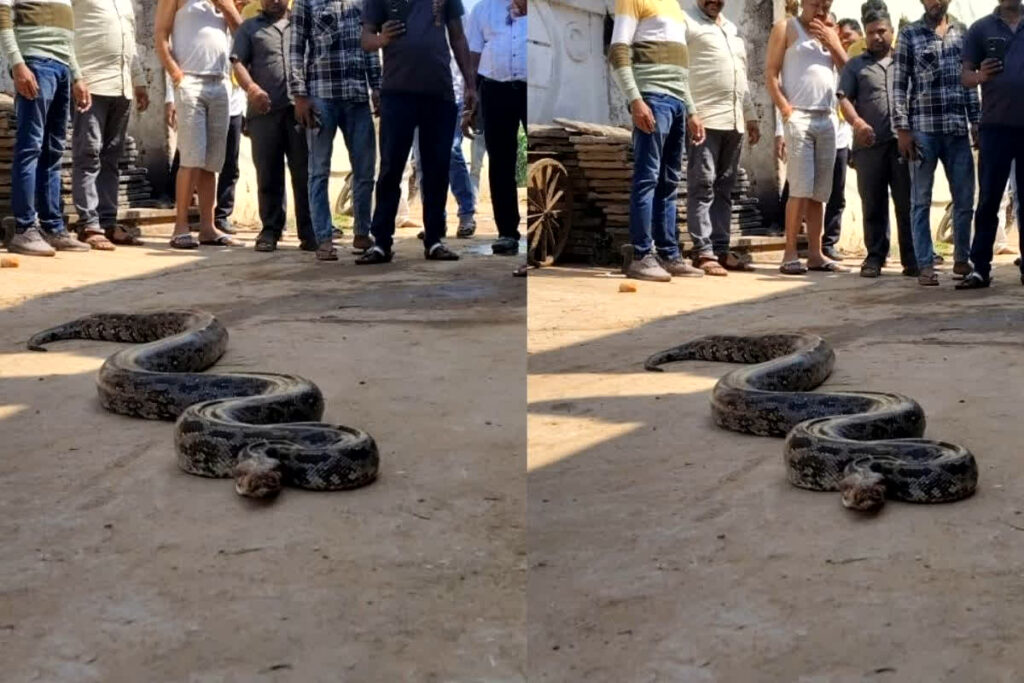 Alirajpur News, Alirajpur python rescue
