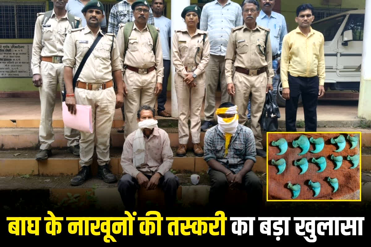 Balaghat News: बाघ के नाखूनों की तस्करी का बड़ा खुलासा! खतरनाक खेल हुआ फेल! 13 बाघ के नाखूनों के साथ दो तस्कर पकड़े गए