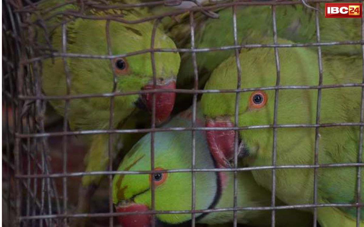 Balaghat News: बालाघाट में तोता तस्करी का भंडाफोड़, वन विभाग की छापेमारी में 22 दुर्लभ तोते बरामद, छत्तीसगढ़ में बेचने की थी तैयारी…