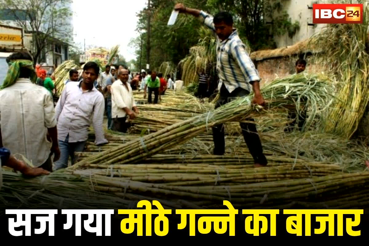 Bhilai News: देवउठनी एकादशी से पहले सज गया मीठे गन्ने का बाजार, कीमत जानकर रह जाएंगे हैरान, पूजा के लिए खरीदारी जोर-शोर से