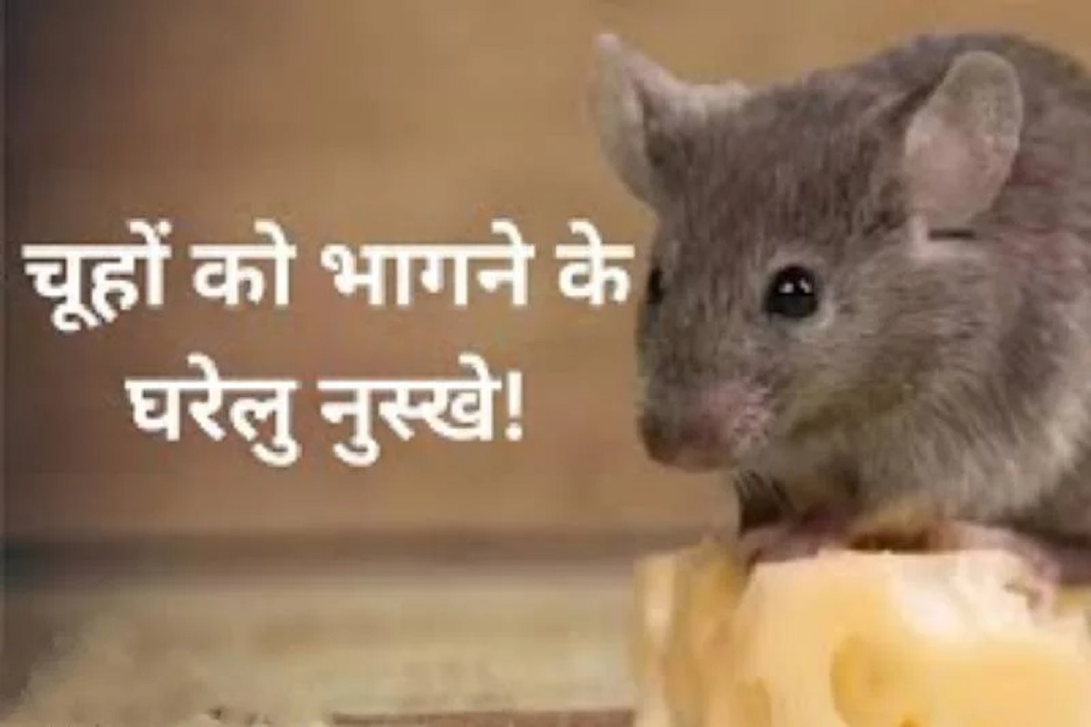 Tips to get Rid of Rats: अब चूहों का आतंक होगा ख़त्म! इस दिवाली इन अचूक उपायों से घर को बनाये चूहा-मुक्त साथ ही 100% सुरक्षित!