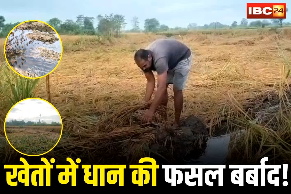 Kawardha News: खेतों में धान की फसल बर्बाद! बेमौसम बारिश से किसान परेशान, 50% तक घट सकता है उत्पादन, अब फसल बीमा का  कर रहे इंतजार