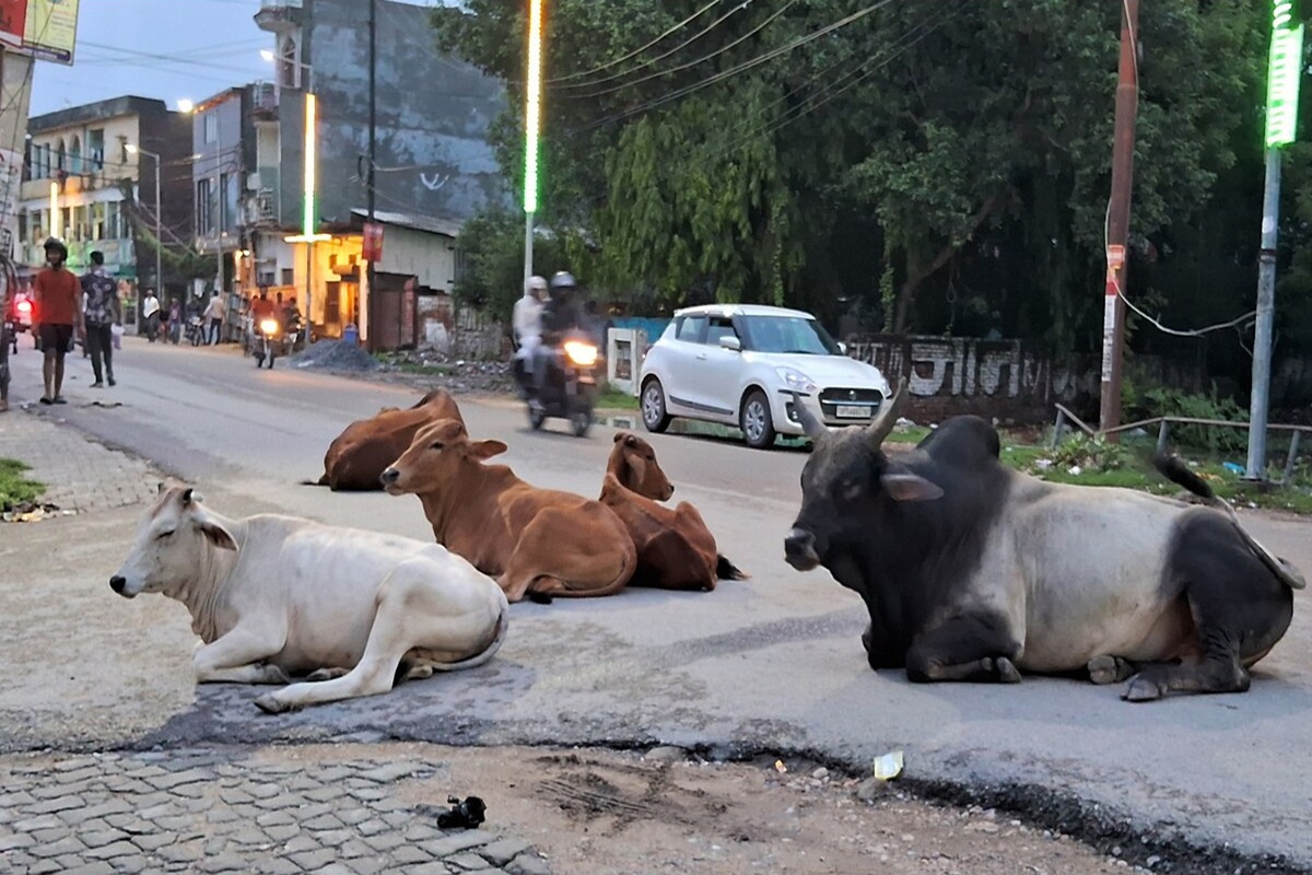 MP Road Accident: प्रदेश में 2190 गौशालाएं.. फिर भी सड़क पर मवेशी, हर रोज 3 हादसों में जा रही इंसानों की जान, हाईकोर्ट ने इतने जिलों के कलेक्टरों को थमाया नोटिस