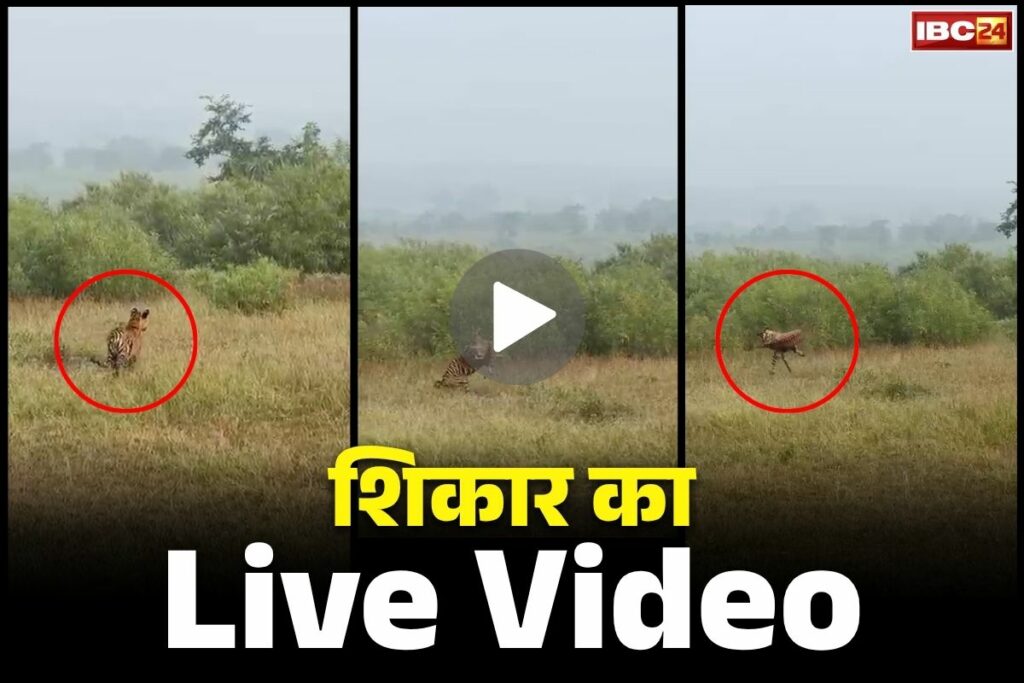 Panna Tiger Hunting Video 