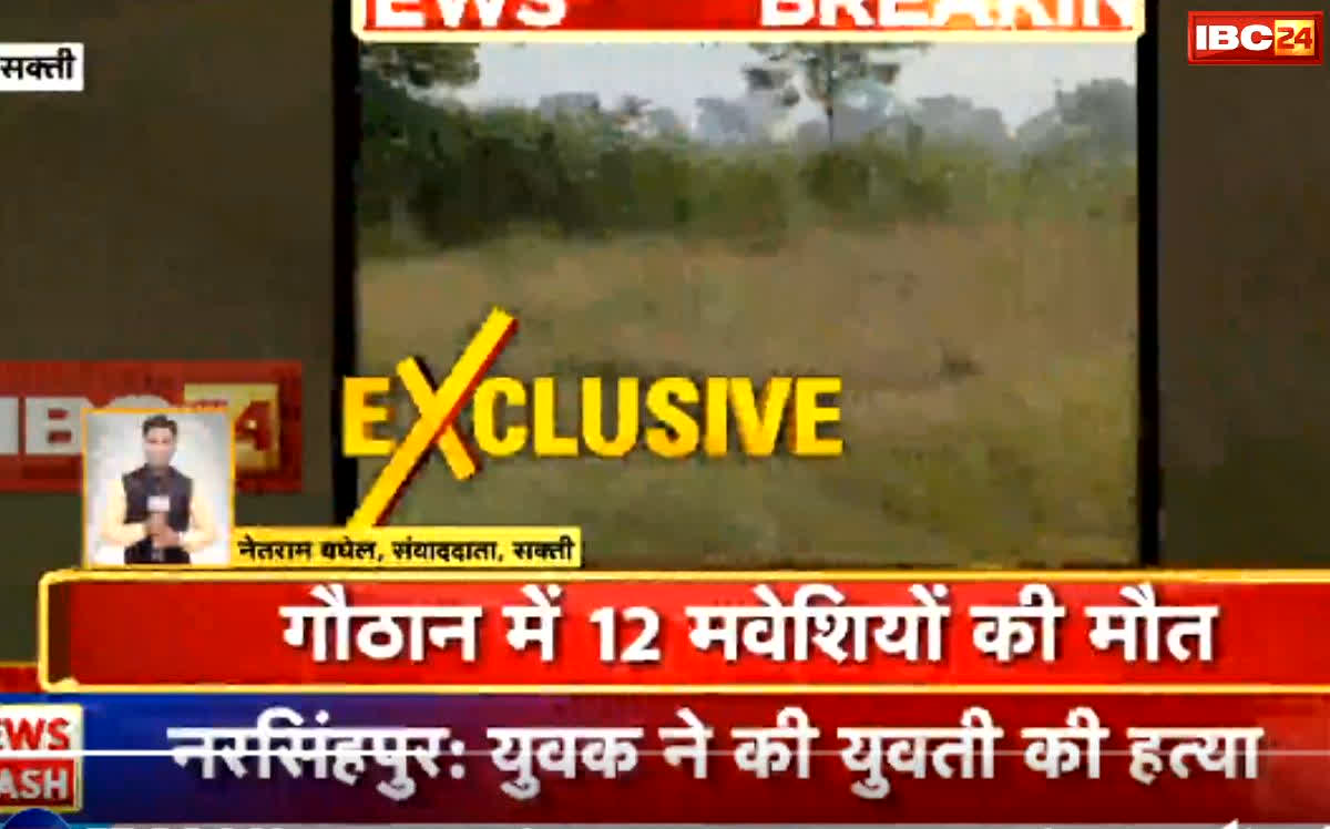 Sakti News: 12 मवेशियों की मौत से हड़कंप, ग्रामीणों ने सोशल मीडिया पर साझा किया वीडियो, तब जाकर प्रशासन आया हरकत में, पर…