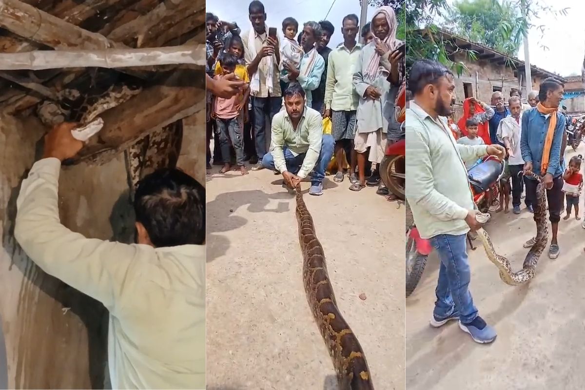 Satna News: घर के कोने में छिपा था 11 फीट का अजगर, देखते ही महिलाओं की चीख से मच गई भगदड़, सर्पमित्र ने ऐसे निकाला बाहर देख दंग रह गए गांववाले