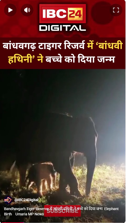 Bandhavgarh Tiger Reserve में ‘बांधवी हथिनी’ ने बच्चे को दिया जन्म  Elephant Birth | Umaria MP News