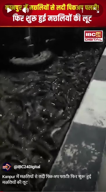 Kanpur में मछलियों से लदी पिकअप पलटी! फिर शुरू हुई मछलियों की लूट