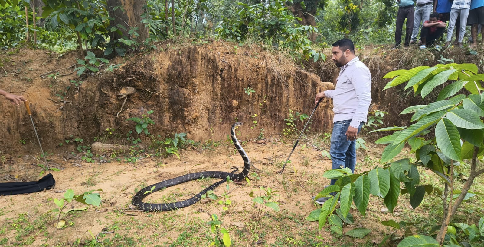 Korba News: गांव में मिला किंग कोबरा, रेस्क्यू के बाद DFO ने ग्रामीणों से की अनोखी डिमांड, जानकर आपको भी लगेगा झटका