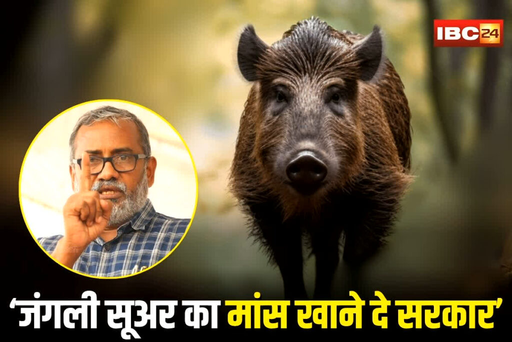 Wild Boar Issue Kerala, Wild boar meat proposal India, Kerala agriculture minister wild boar, Wild boar damage to crops Kerala, Kerala wild pig population, Kerala farmers wild boar protest, Palamel Kottayam wild boar news, Kerala wild boar hunting law, Wildlife Protection Act wild boar, P Prasad wild boar meat statement, Wild boar meat legalization India, Kerala wild boar meat consumption,