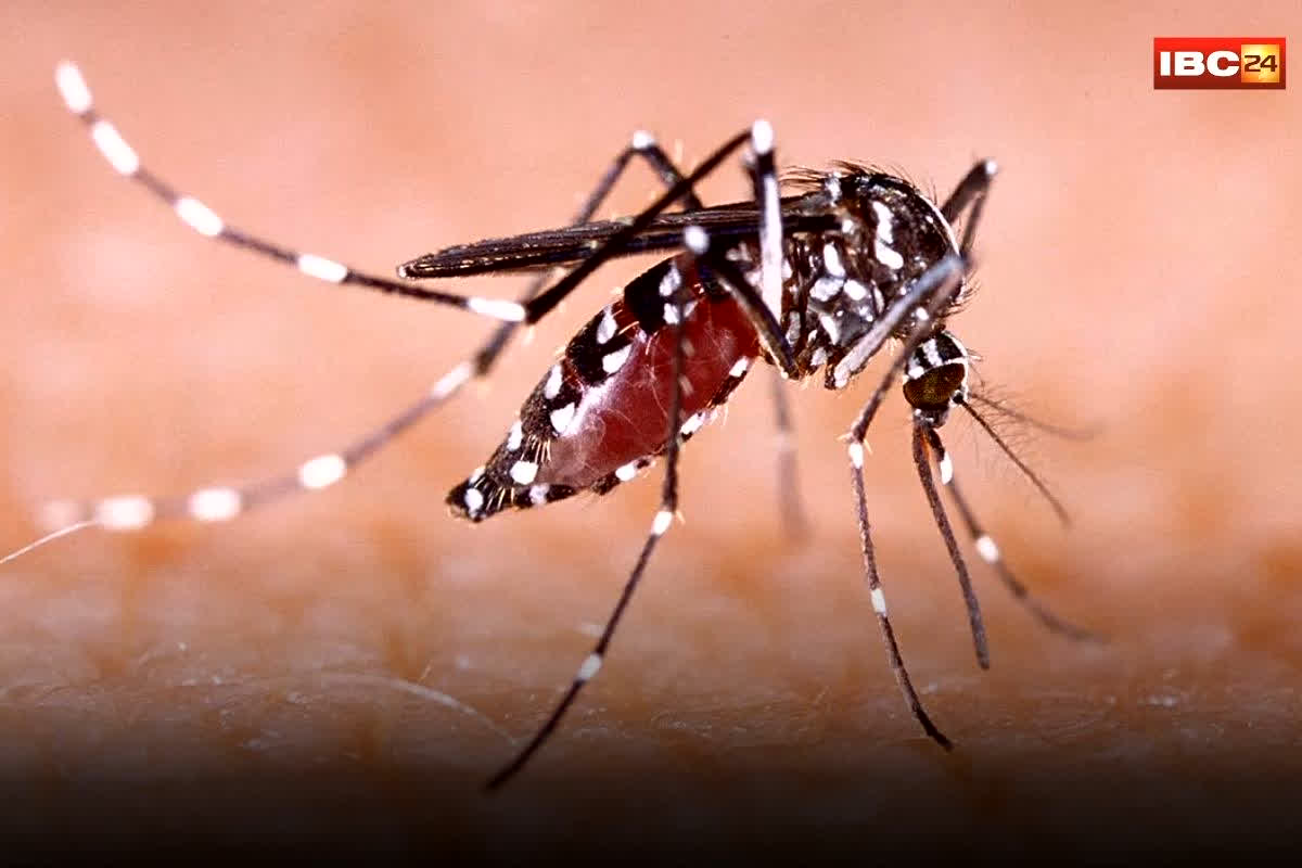 Bhopal News: राजधानी भोपाल में धुंए की तरह फैल रहा डेंगू और चिकनगुनिया, लगातार बढ़ रहे मरीज, इन इलाको में हालात ज्यादा खराब…