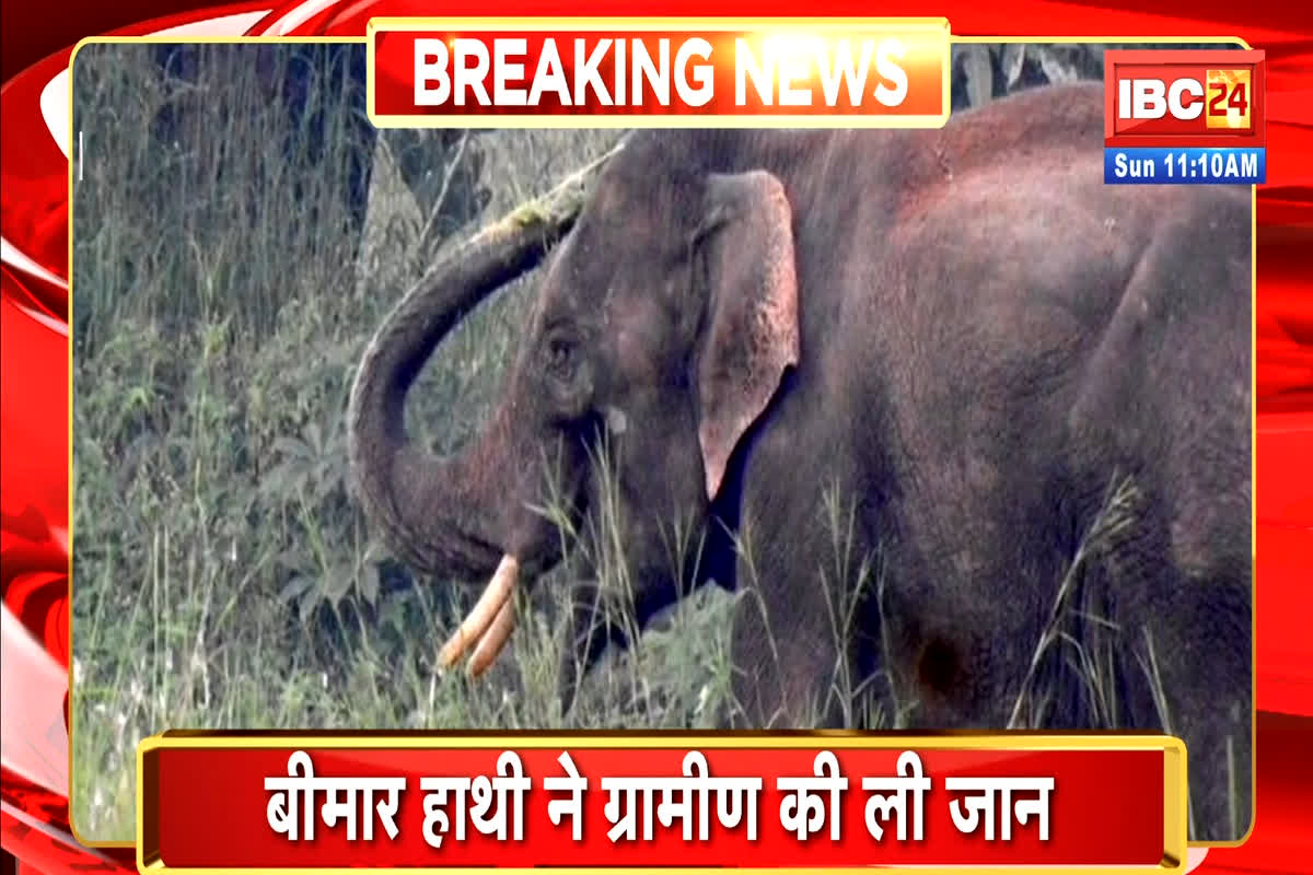 Gariaband News: बीमार हाथी ने ग्रामीण को उतारा मौत के घाट, ग्रामीणों में दहशत का माहौल, मौके पर पहुंची वन विभाग की टीम