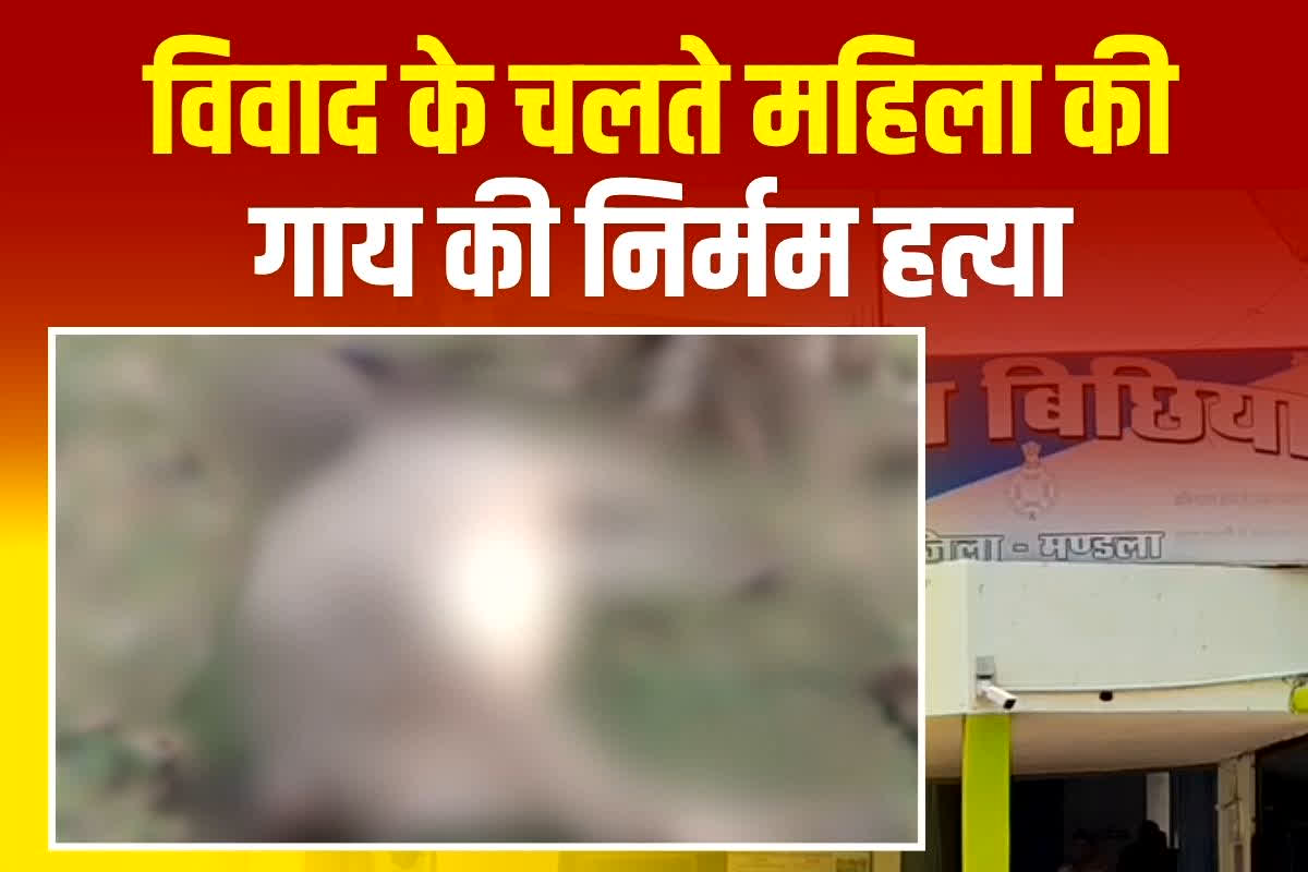 Mandla News: गाय की हत्या, पुरानी रंजिश के चलते आरोपी ने उतारा मौत के घाट, अब पुलिस ने किया ​गिरफ्तार