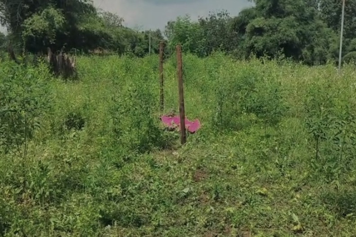 MCB News: बेटियों की जान बचाने मां ने दे दी अपनी जान, सोते समय घर तोड़ के घुसा हाथी, हमले में महिला की मौत