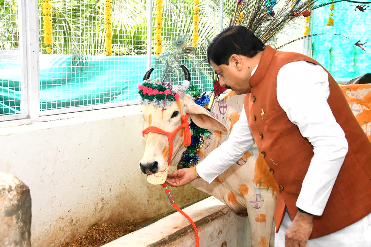 MP News: सीएम मोहन यादव ने मुख्यमंत्री निवास में की गोवर्धन पूजा, प्रदेशवासियों के लिए की सुख, समृद्धि और मंगल जीवन की कामना