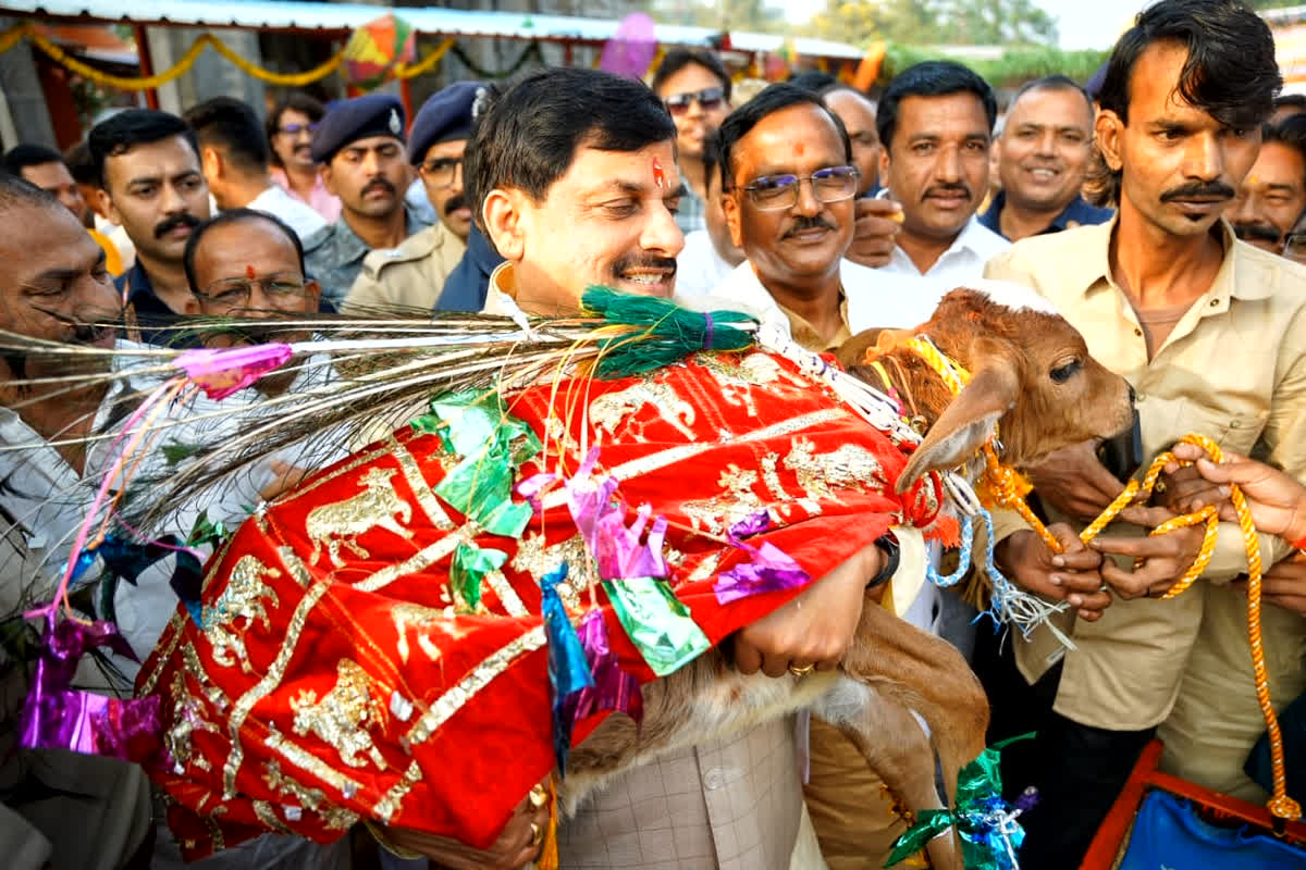 MP News: उज्जैन के तिलकेश्वर महादेव मंदिर पहुंचे सीएम मोहन यादव, गौशाला में की गोवर्धन पूजा, बछड़े को खुद उठाया अपनी गोद में, देखें तस्वीरें