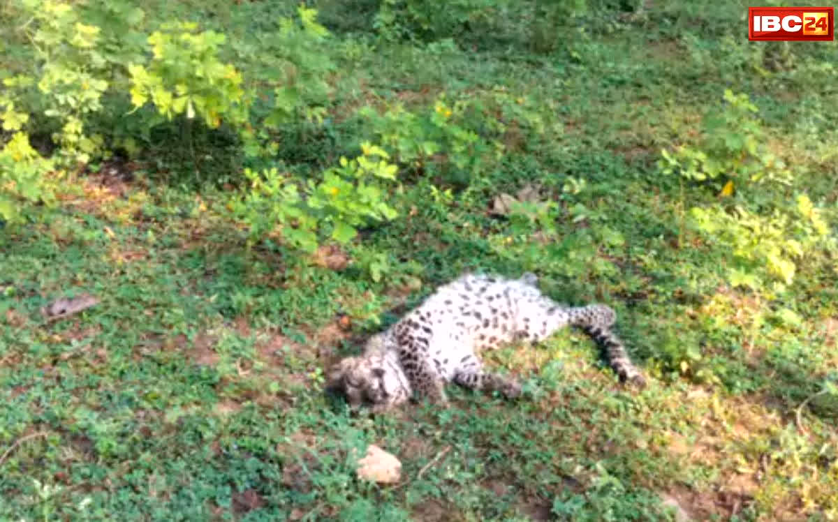 Narmadapuram News: जंगल में मिला तेंदुए के तीन नन्हे शावकों का शव, क्या हुआ है इनके साथ? वन विभाग की जांच में सामने आया बड़ा राज…