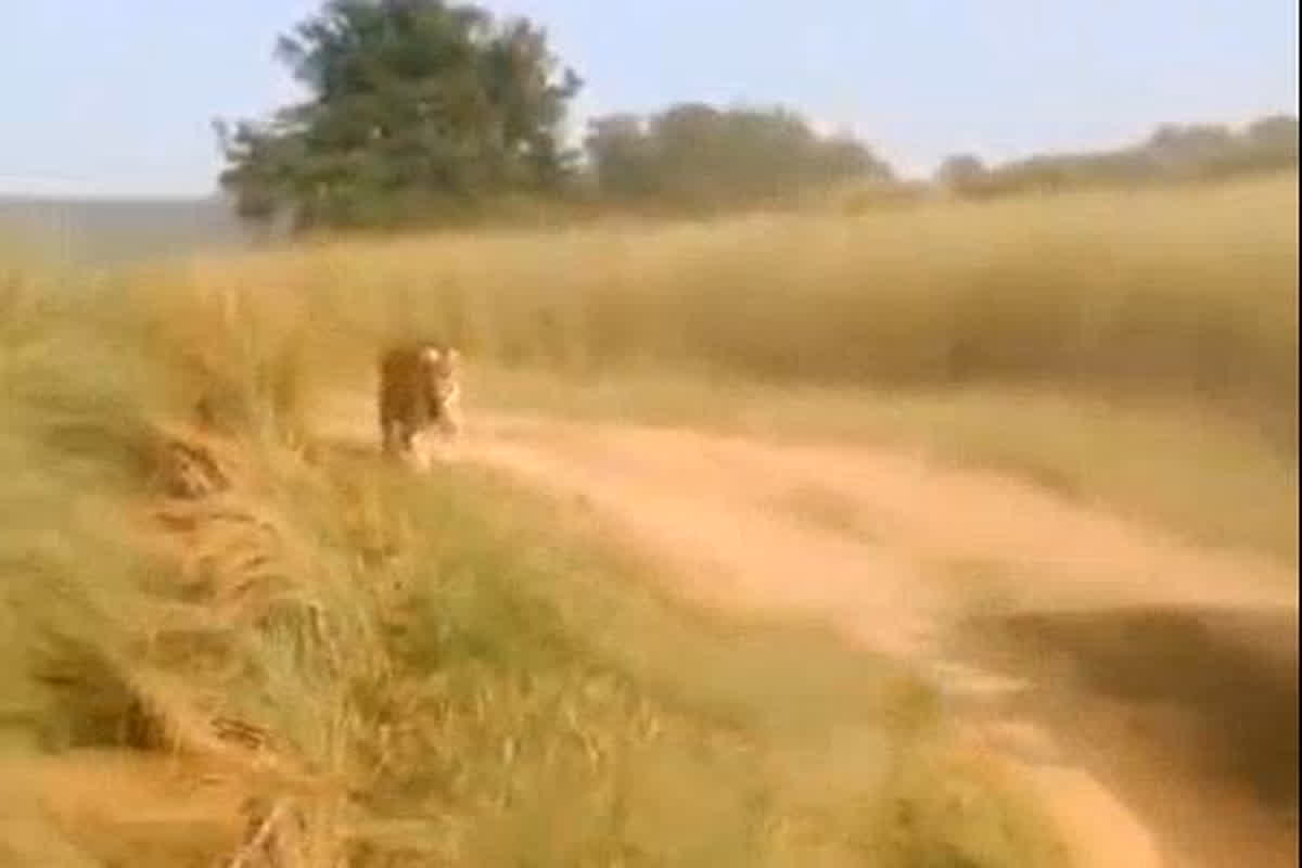 Panna Tiger Reserve Viral Video: पन्ना टाइगर रिजर्व की बाघिन ने पर्यटकों को दौड़ाया, जान बचाकर भागे पर्यटक, वीडियो देखकर आप भी रह जाएंगे दंग