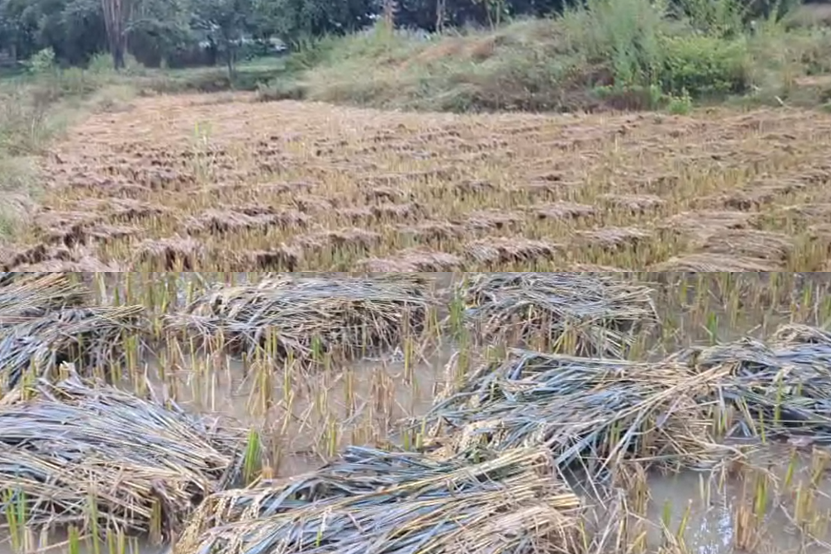 Chhattisgarh Montha Impact Update: छत्तीसगढ़ के किसानों पर टूट रहा तूफ़ान ‘मोन्था’ का कहर.. इस जिले में बर्बाद हुई खड़ी फसल, अब सरकार से मदद की आस