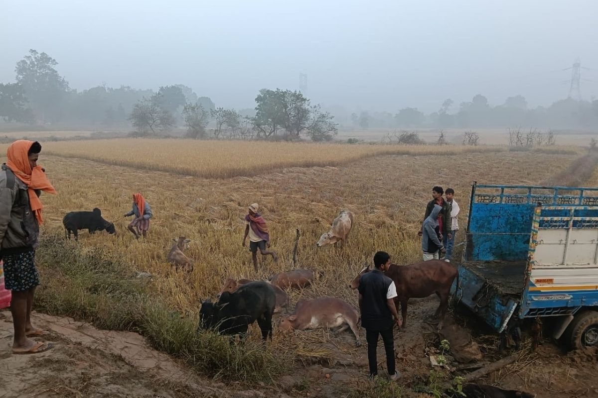 Jashpur News: फ़िल्मी स्टाइल में घिनौना काम! पिकअप वाहन में टमाटर कैरेट के बीच में छुपाई थी ऐसी चीज़, नज़ारा देख पुलिस के भी उड़े होश