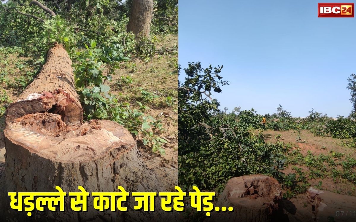 Ambikapur News: अंबिकापुर में बड़ें स्तर पर हो रही पेड़ों की कटाई, DFO को भी कोई दिक्कत नहीं, होने वाला है बड़ा निर्माण और बड़ा कांड..!