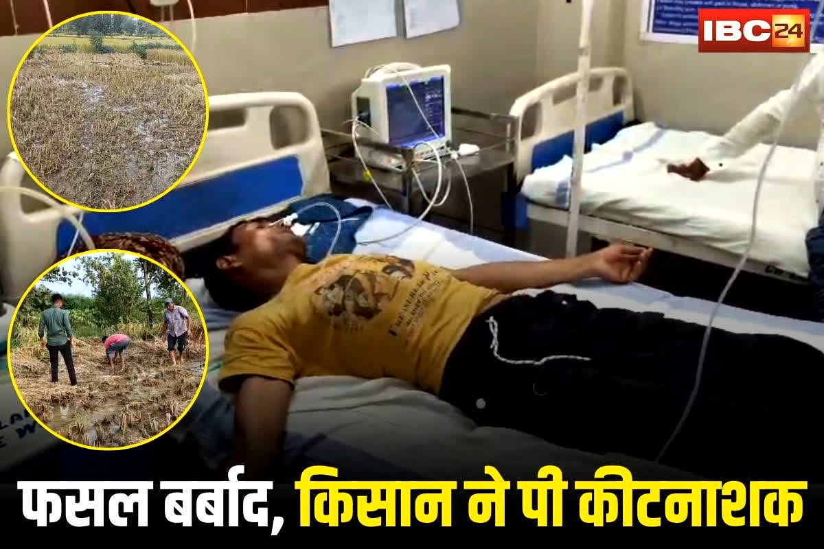 Balaghat News: लगातार बारिश से किसानों का फसल बर्बाद, खेतों में तैर रहा सुनहरा धान, मंजर देख किसान ने उठाया ये खौफनाक कदम