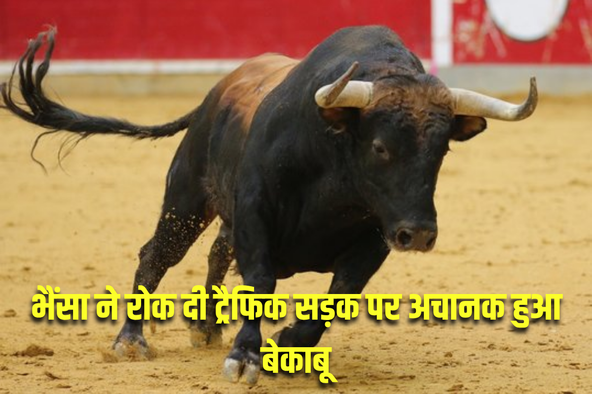 Shivpuri News : भैंसा ने रोक दी ट्रैफिक! सड़क पर अचानक हुआ बेकाबू, कई गाड़ियों को किया क्षतिग्रस्त, देखें वीडियो