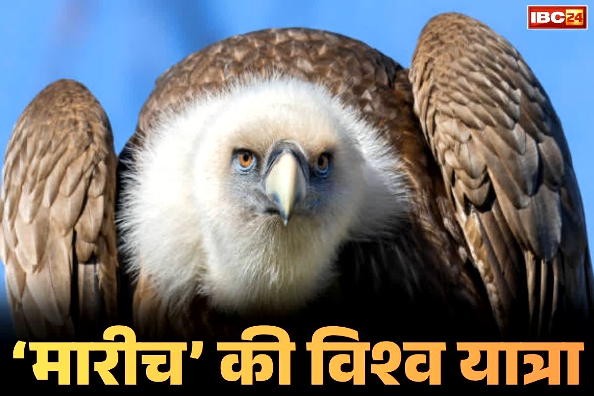 Eurasian Griffon Vulture ‘Marich’: 15,000 किलोमीटर की यात्रा के बाद मध्यप्रदेश लौटा यूरेशियन ग्रिफॉन गिद्ध ‘मारीच’.. जानें किस तरह जा रही थी इस पर महीनों तक नजर