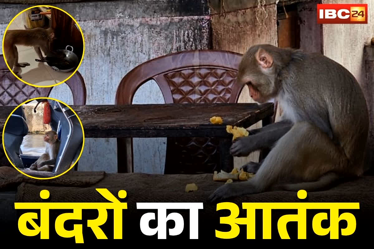 Jashpur News: छत्तीसगढ़ के इस जिले में बंदरों का आतंक! 3 दिन में 24 लोगों को किया घायल, डर के मारे घरों में कैद ग्रामीण, वन विभाग भी है परेशान