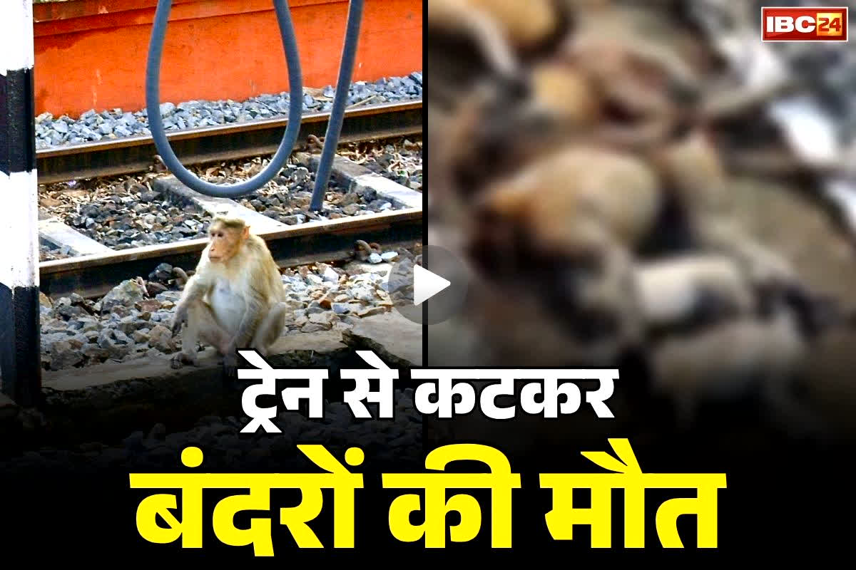 Kanpur Monkey Death: तेज रफ्तार ट्रेन से कटकर आधा दर्जन बंदरों की मौत … दर्दनाक हादसे के बाद इकट्ठा हो गया दूसरा झुंड…