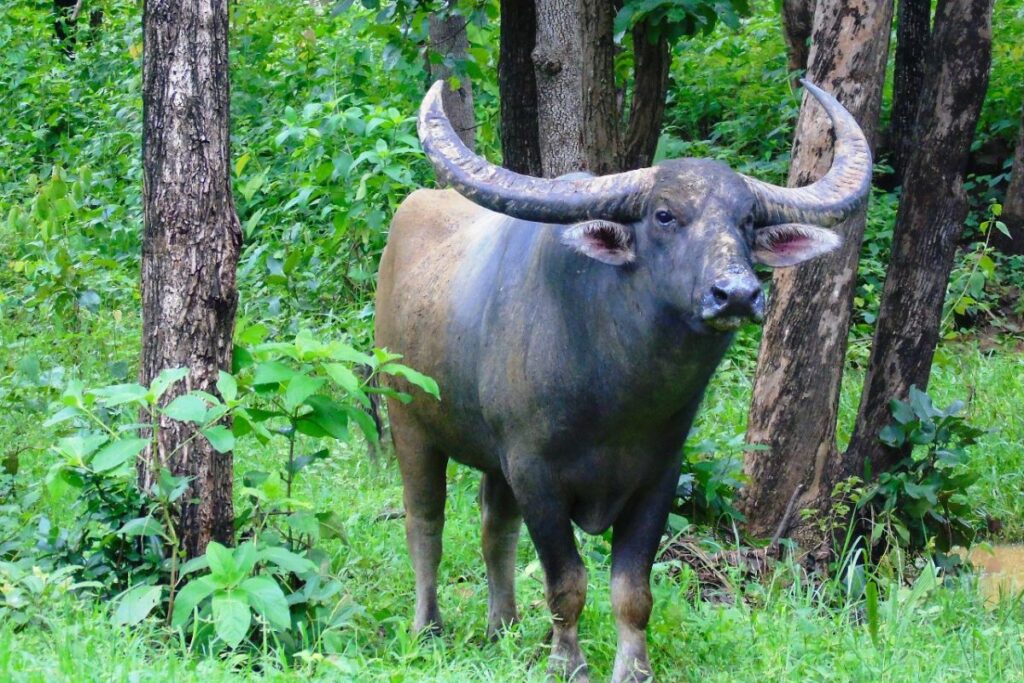 Wild Buffalo Conservation