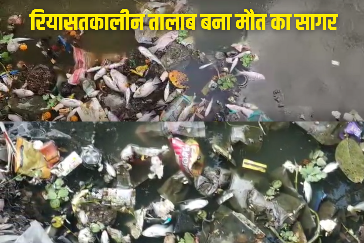 Rajnandgaon News : रियासतकालीन तालाब बना मौत का सागर! पर्यटकों के आकर्षण का केंद्र थी ये म​छलियां, अब बनी लोगों की परेशानी की वजह