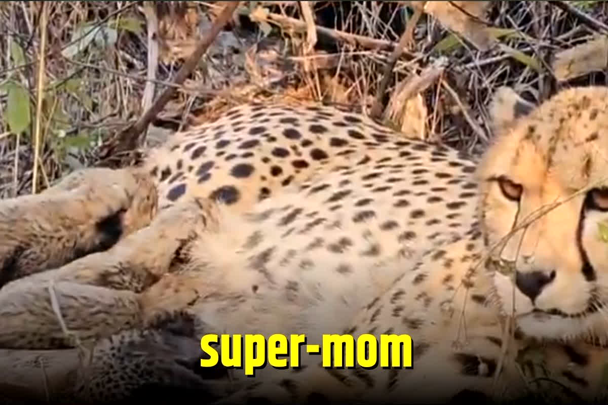 Kuno National Park Cheetah: ज्वाला की बची अकेली संतान मुखी आज बनी ‘सुपर मॉम’, खबर सुनकर विशेषज्ञ भी रह गए हैरान, कहा…